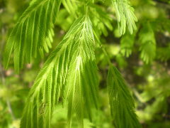 Chloroleucon acacioides