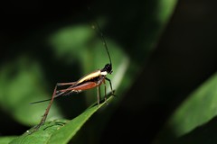 Nisitrus brunnerianus