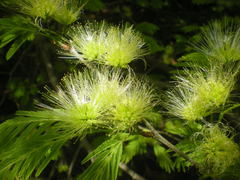 Chloroleucon acacioides