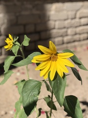 Helianthus annuus