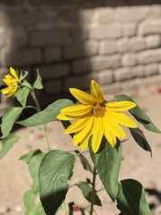 Helianthus annuus