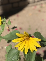 Helianthus annuus
