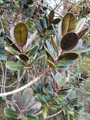Planchonella crassinervia
