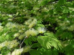 Chloroleucon acacioides