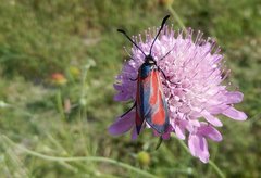 Zygaena erythrus