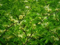 Chloroleucon acacioides