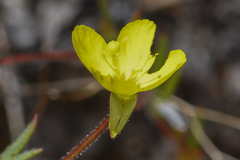 Camissonia sierrae sierrae