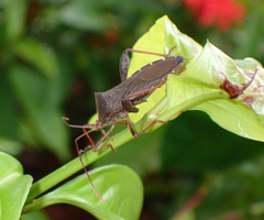Heteroptera