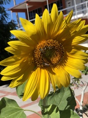 Helianthus annuus