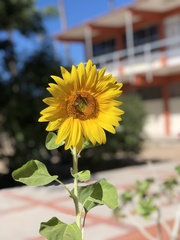 Helianthus annuus
