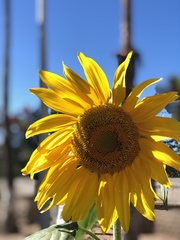 Helianthus annuus