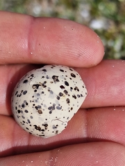 Charadrius hiaticula