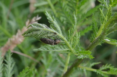 Prosternon tessellatum