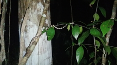 Imantodes gemmistratus luciodorsus