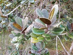 Planchonella crassinervia