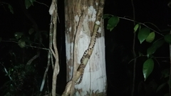 Imantodes gemmistratus luciodorsus