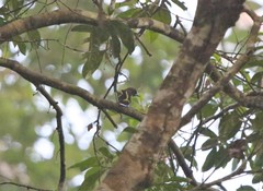 Eurylaimus javanicus