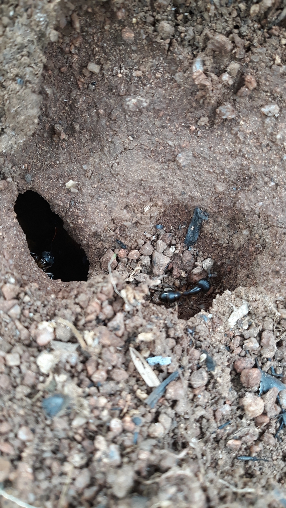 Camponotus lamarckii
