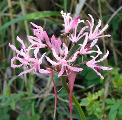 Nerine