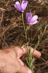 Clarkia dudleyana