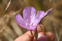 Clarkia dudleyana