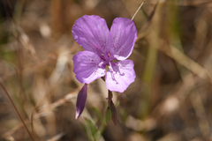 Clarkia dudleyana