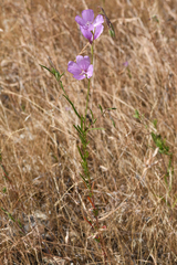 Clarkia dudleyana