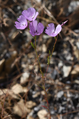 Clarkia dudleyana