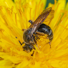 Andrena crataegi