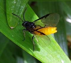 Arge pagana stephensii