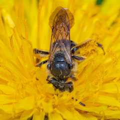Andrena crataegi