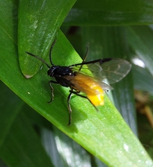 Arge pagana stephensii