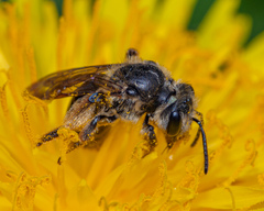 Andrena crataegi