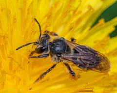 Andrena crataegi