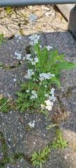 Arabidopsis arenosa