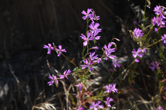 Clarkia biloba