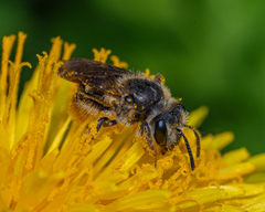 Andrena crataegi