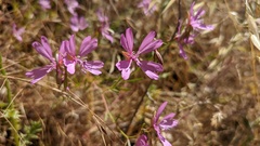Clarkia biloba