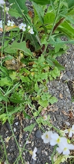 Arabidopsis arenosa