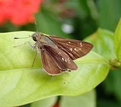 Hesperiinae