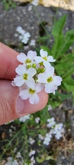 Arabidopsis arenosa
