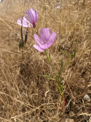 Clarkia dudleyana