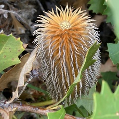 Banksia quercifolia