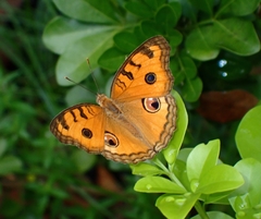 Junonia almana
