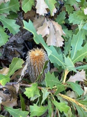 Banksia quercifolia