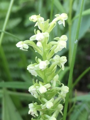 Platanthera flava herbiola