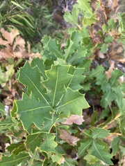 Banksia quercifolia
