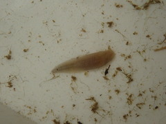 Helobdella stagnalis