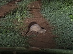Viverricula indica