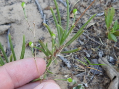 Phemeranthus rugospermus